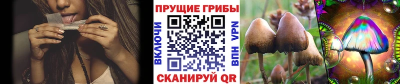 Галлюциногенные грибы Psilocybine cubensis  OMG ONION  Высоцк  где найти  